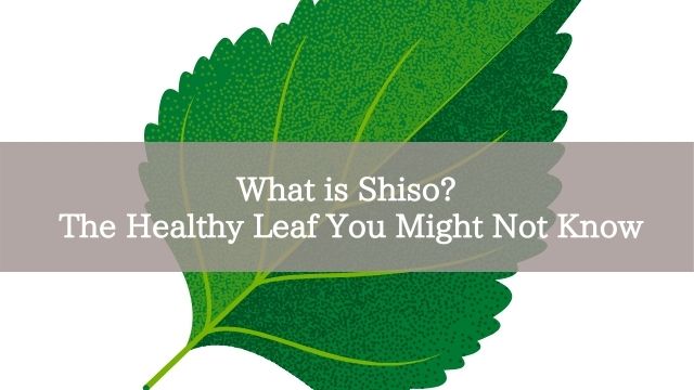 What is Shiso? The Healthy Leaf You Might Not Know