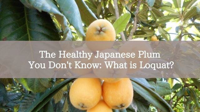 The Healthy Japanese Plum You Don't Know: What is Loquat?