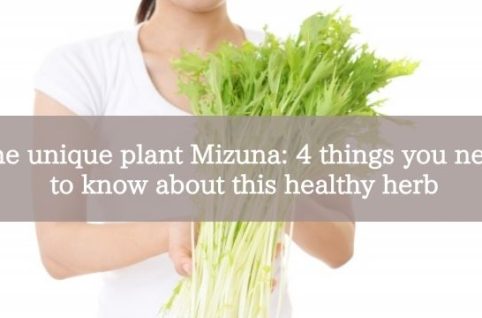 The unique plant Mizuna: 4 things you need to know about this healthy herb