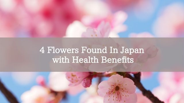 4 Flowers Found In Japan with Health Benefits