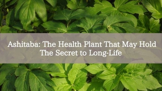 Ashitaba: The Health Plant That May Hold The Secret to Long-Life