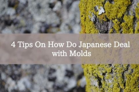 4 Tips On How Do Japanese Deal with Molds